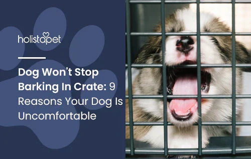 8 reasons why your dog won't stop barking