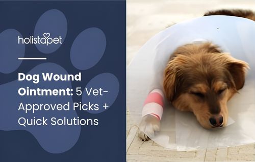 A small brown dog wearing a white cone collar lies with its eyes closed next to a pink and white ice cream cone on a white surface, recovering comfortably while using dog wound ointment for gentle healing care.