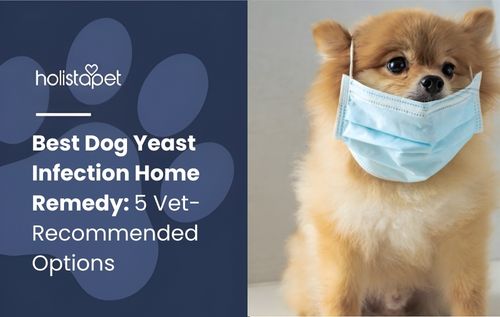 Close-up of a fluffy Pomeranian wearing a light blue surgical mask, representing prevention, hygiene, and treatment awareness for dog yeast infection in small breed dogs.