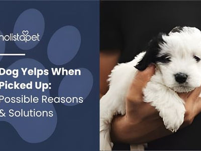 Dog Yelps When Picked Up: Possible Reasons & Solutions