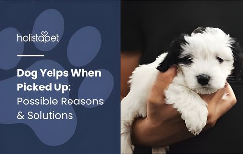 A person gently holds a fluffy white puppy with black patches on its ears and eyes, and the dog yelps when picked up, showing a mix of cuteness and sensitivity.