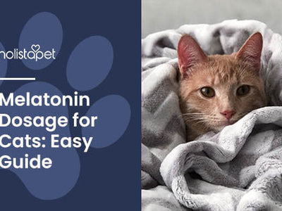 Give the Right Dose - Melatonin for Cats Dosage Explained