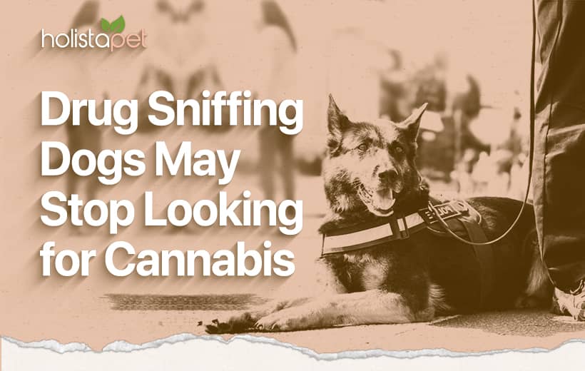 Drug Sniffing Dogs Are Being Trained To Ignore Marijuana