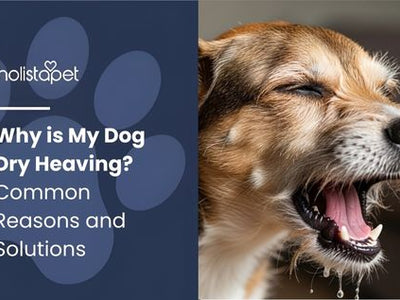 Why is My Dog Dry Heaving? Common Reasons and Solutions
