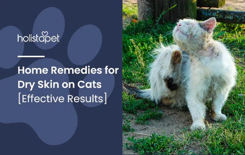 Dry skin on cats? try these helpful tips