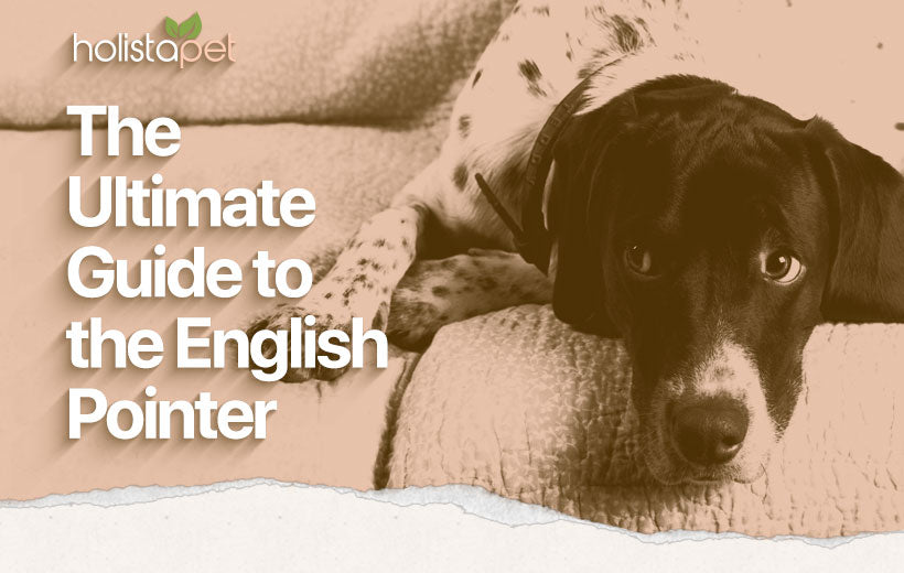 English Pointer: Guide to the Top Game Hunter [Personality, Care, & More]