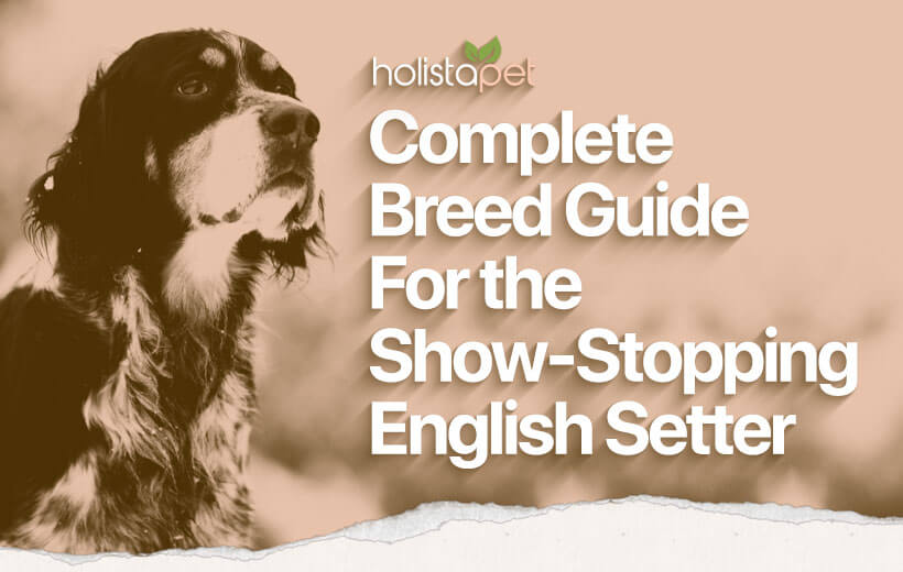 English Setter: Breed Guide For the Incredibly Loyal, Big-Hearted Dog