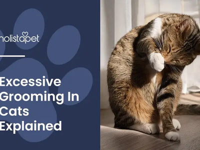 Excessive Grooming in Cats: Causes & What You Can Do