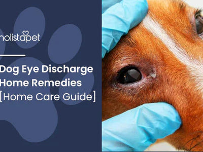 Dog Eye Discharge Home Remedies [Home Care Guide]