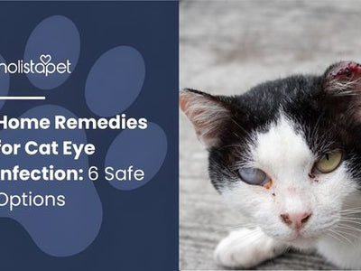 Home Remedies for Cat Eye Infection: 6 Safe Options