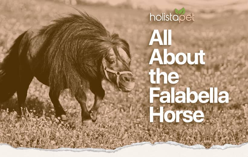 Falabella Horse: The Pint-Sized Pet! [Personality, FAQs, & More]