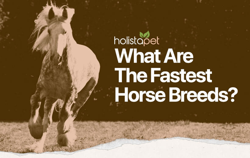 Which is the Fastest Horse Breed? [These Equines Go the Distance]