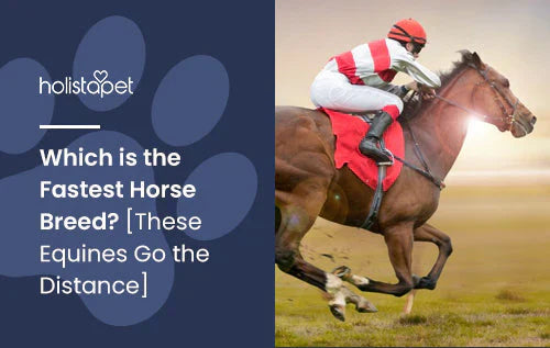 list of the fastest horse breeds 