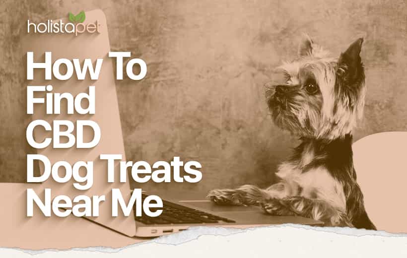 Find CBD Dog Treats Near Me [The Complete Guide]
