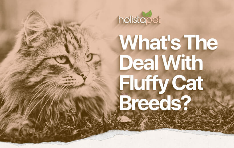 Fluffy Cat Breeds: Extra Feline Fluff Calls For Extra Love