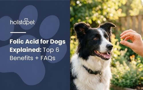 A black and white dog looks up at a hand holding a treat, highlighting folic acid for dogs.