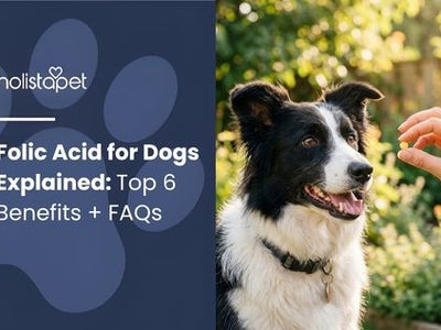 Folic Acid for Dogs Explained: Top 6 Benefits + FAQs
