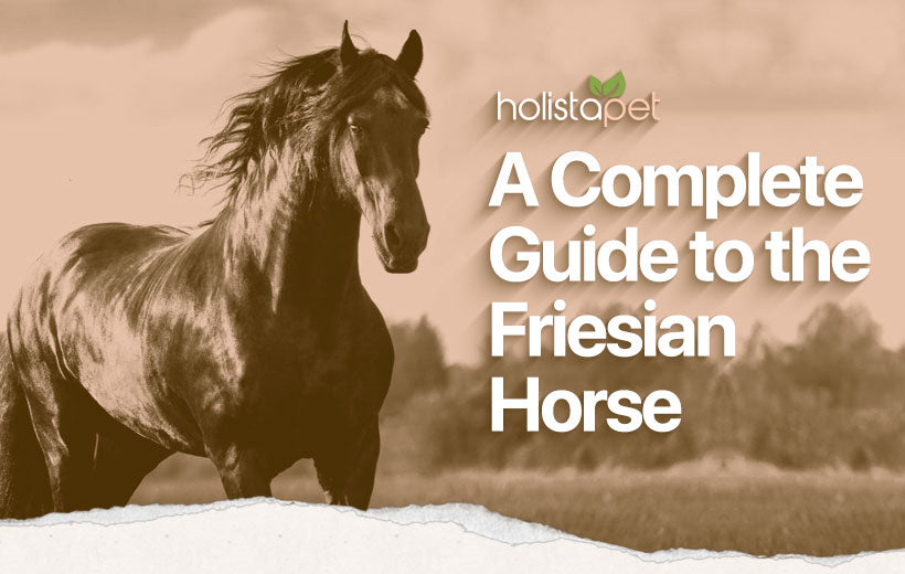 Friesian Horse: Facts, Care, History, & More!