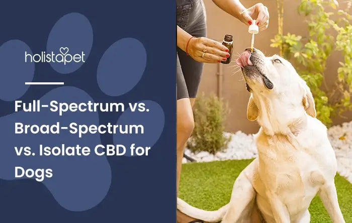 Full-Spectrum vs. Broad-Spectrum vs. Isolate CBD for Dogs featured blog image by Holistapet with a person feeding a Goldent Retriever CBD oil from a handheld tincture dropper.