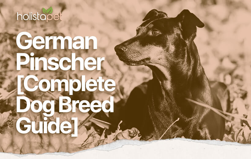 German Pinscher: All About This Lively, Spirited Dog Breed