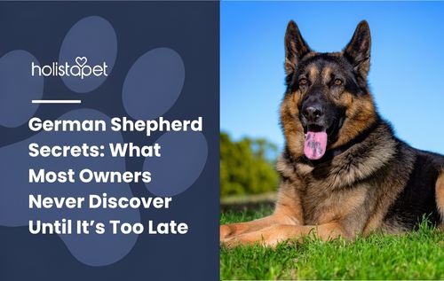 German Shepherd Secrets: What Most Owners Never Discover Until It’s Too Late