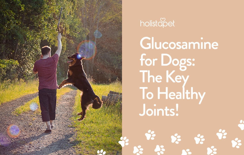 Glucosamine For Dogs: Benefits & Side Effects in Aging Dogs