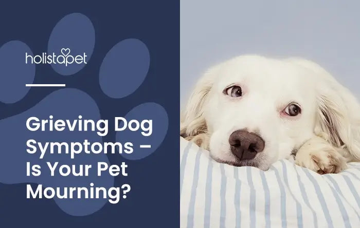 Grieving Dog Symptoms Featured blog Image by Holistapet. Shows a sad dog laying on a sheet