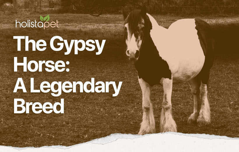 Gypsy Vanner Horse: 12 Revealing Facts About This Mystical Breed