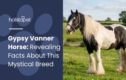 Gypsy Vanner Horse: Revealing Facts About This Mystical Breed