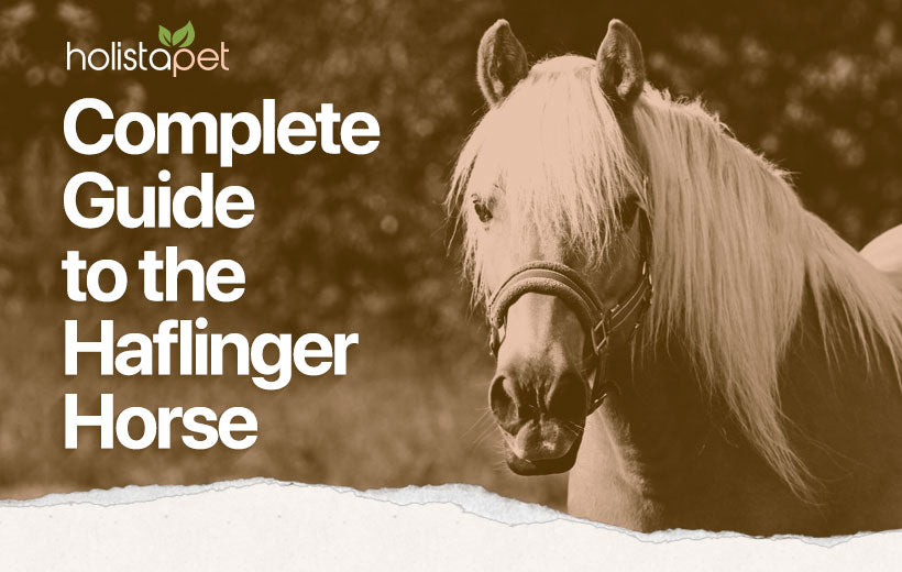 Haflinger Horse: Full Breed Profile [History, Temperament, & Pics]