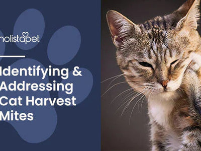 Harvest Mites on Cats [Identification + Relief Options]