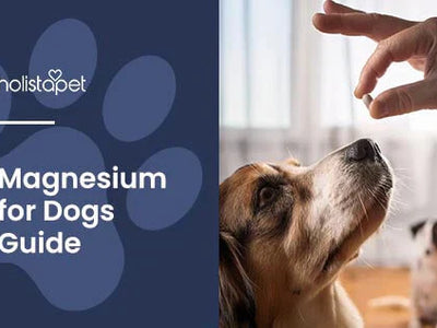 Magnesium for Dogs - Benefits, Sources, and More