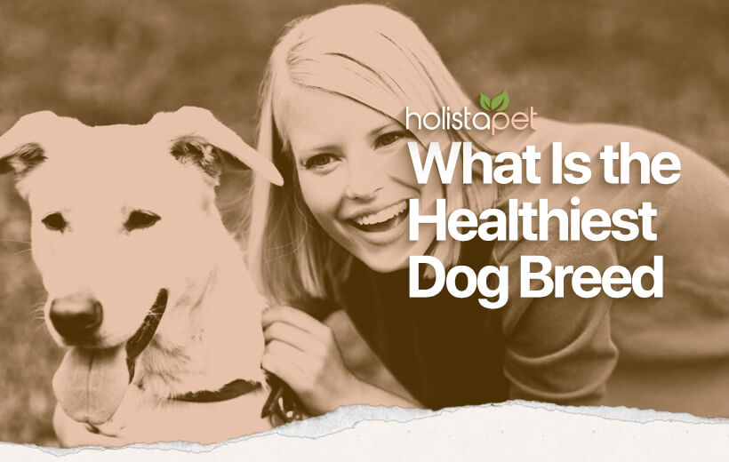 12 Healthiest Dog Breed With Least Health Problems [2022]