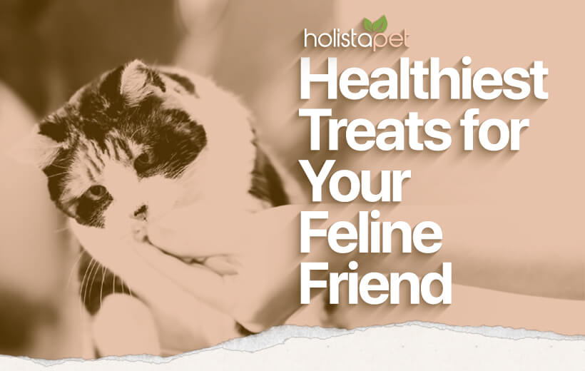 Healthy Cat Treats [Best Ingredients & What To Avoid]