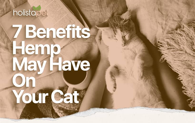 Hemp For Cats: Why This Super Plant May Change Your Cat's Life