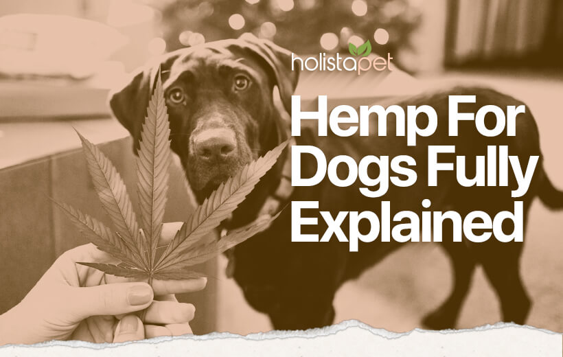 Hemp for Dogs - Everything You Need to Know