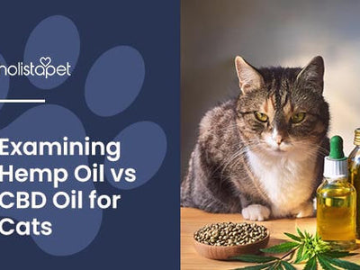 Hemp Oil vs CBD Oil for Cats: Examining the Differences
