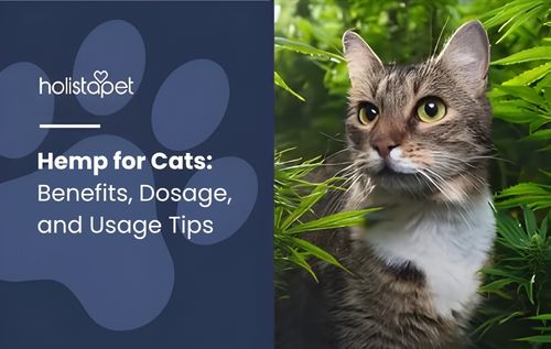 A tabby cat with green eyes peeks through lush green foliage, surrounded by calming natural elements associated with hemp for cats.