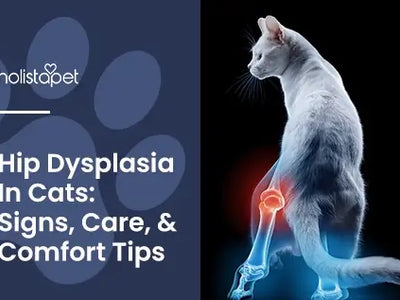 Hip Dysplasia in Cats Explained: Symptoms & Comforting Tips