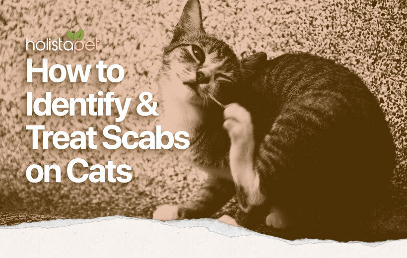 Home Remedies for Cat Scabs: 7 Easy Methods You Can Do Yourself