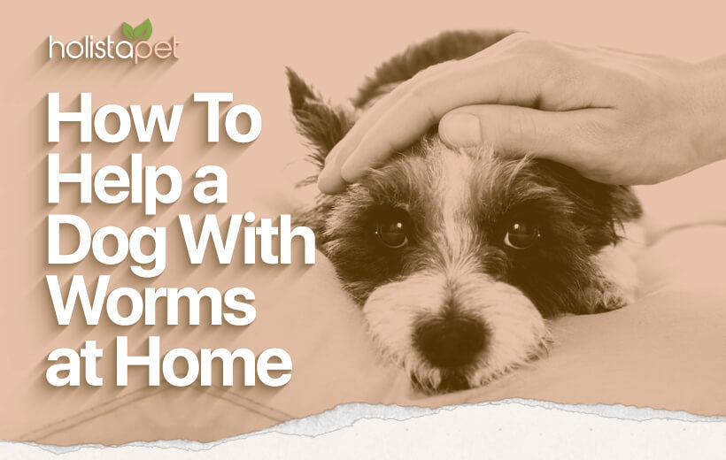 Home Remedies for Worms: Top Tips Every Owner Must Know
