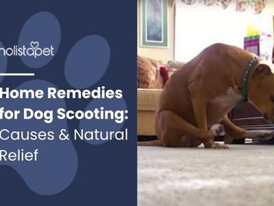 Home Remedies for Dog Scooting: Causes & Natural Relief