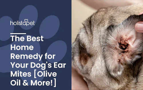 home remedies for dog's ear mites with olive oil and more!