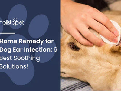 Home Remedy for Dog Ear Infection: 6 Best Soothing Solutions!