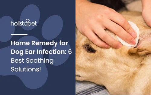 top home remedies for dog ear infection