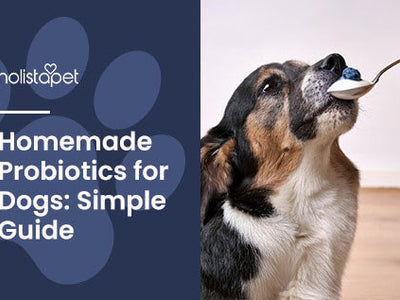 Homemade Probiotics for Dogs: Easy Guide + Ready Made Options