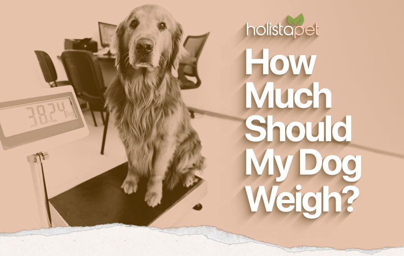 How Heavy Should My Dog Be? 5 Ways To Tell If Your Dog is Overweight