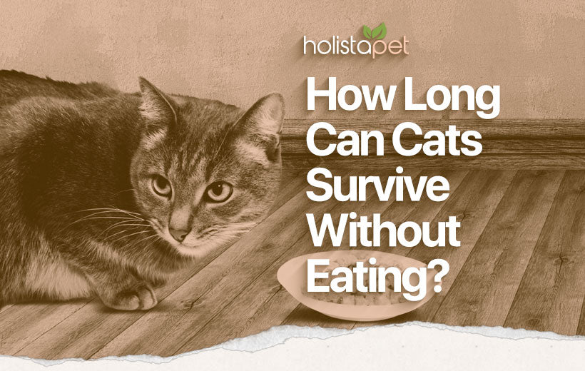 How Long Can a Cat Go Without Eating? Feline Feeding Tips [Inside]