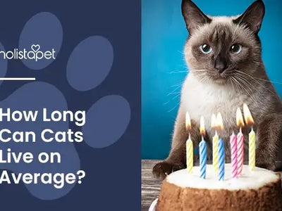 How Long Do Cats Live [Indoor vs Outdoor Lifespans]