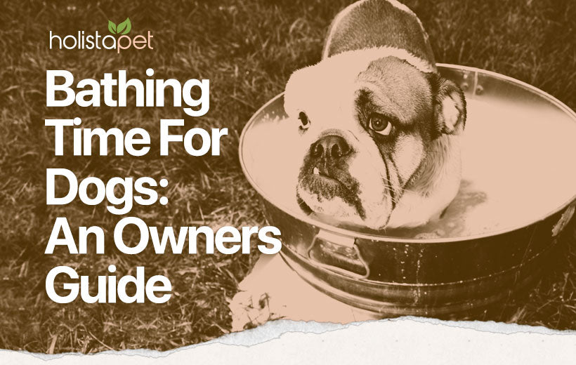 How To Bathe a Dog: A Step-by-Step Guide For Responsible Owners